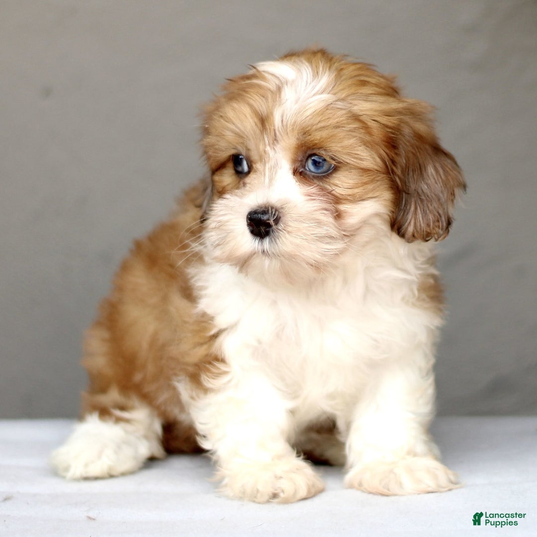 Shihpoo dogs for sale: Darla - Image 3