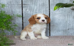 Cavalier King Charles Spaniel dogs for sale: Theo - Image 2