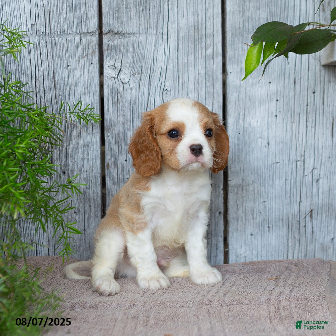 Cavalier King Charles Spaniel dogs for sale: Theo - Image 2