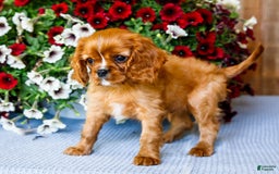 Cavalier King Charles Spaniel dogs for sale: Nicky - Image 3