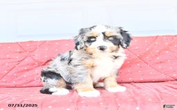 Miniature Bernese Mountain Dog dogs for sale: Hank - Image 6