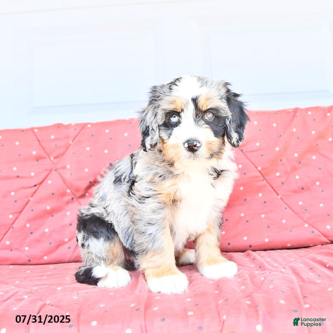 Miniature Bernese Mountain Dog dogs for sale: Hank - Image 6