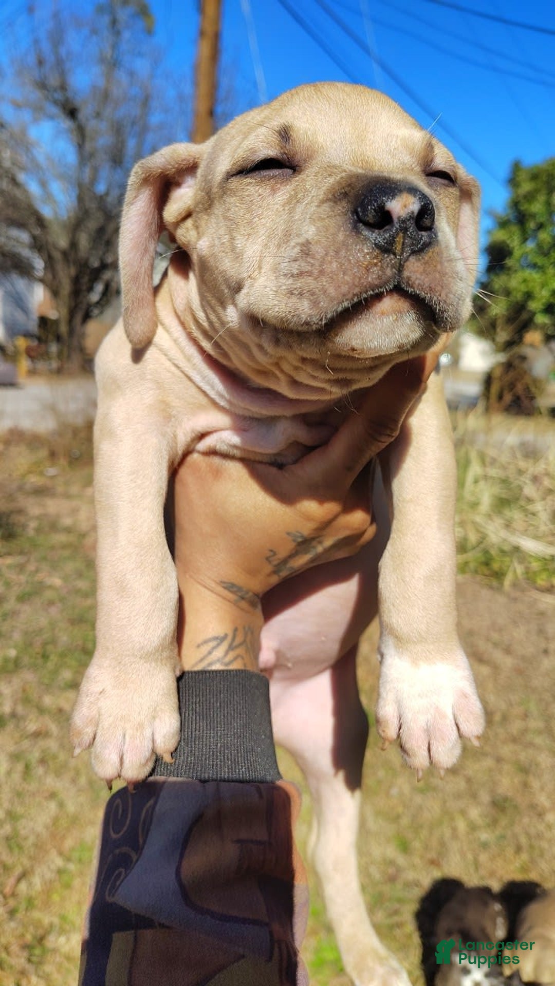 American Bully dogs for sale: Sagittarius - Image 5