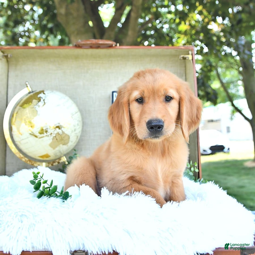 Golden Retriever dogs for sale: Abram - Image 15
