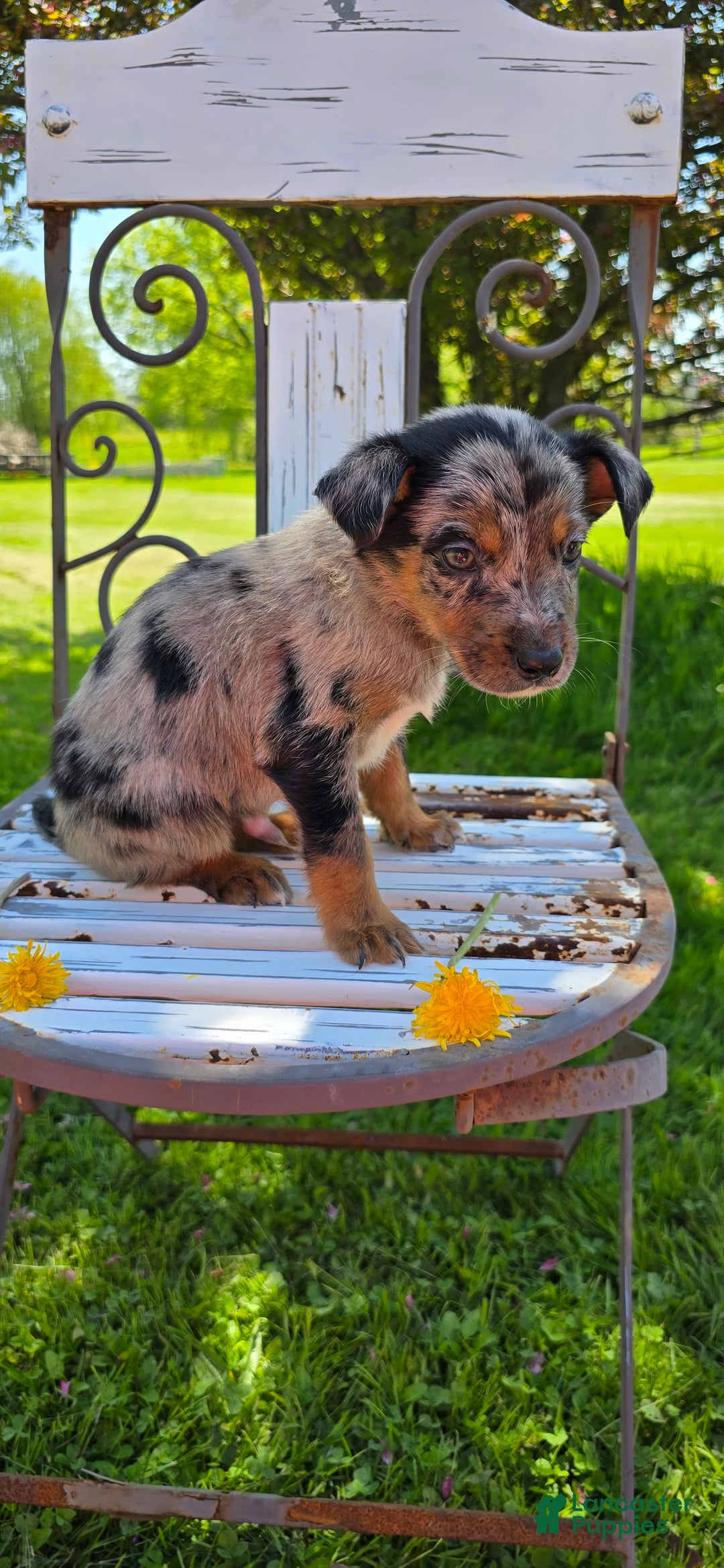 Labrador Retriever dogs for sale: Casper - Image 11