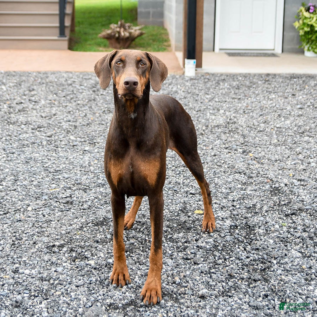 Doberman Pinscher dogs for sale: Archer - Image 4