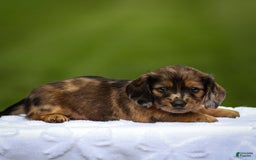 Miniature Dachshund dogs for sale: Elsa - Image 1