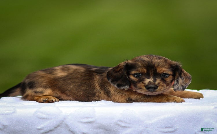 Miniature Dachshund dogs for sale - Ad 4