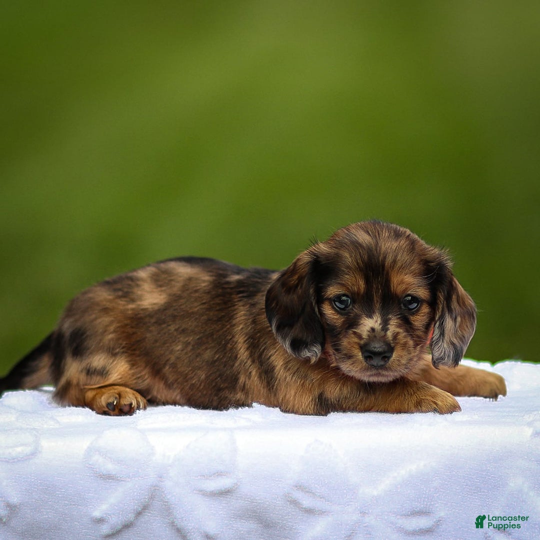 Miniature Dachshund dogs for sale: Elsa - Image 1