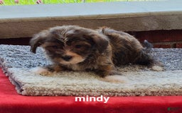Shorkie dogs for sale: Mindy - Image 4