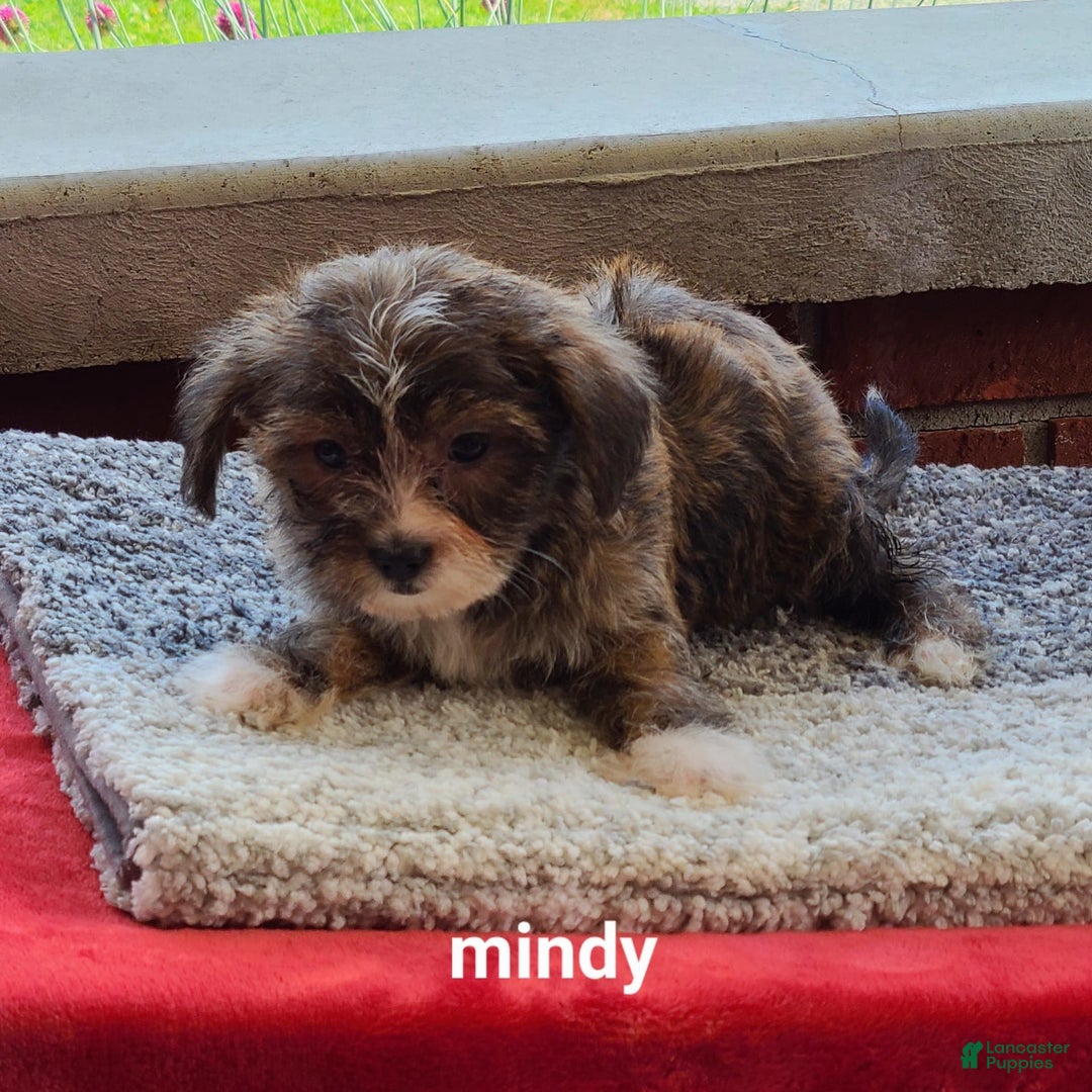 Shorkie dogs for sale: Mindy - Image 4