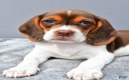 Beagle dogs for sale: Tabbi - Image 5