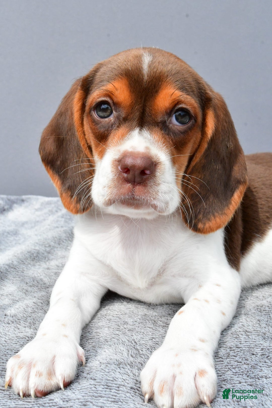 Beagle dogs for sale: Tabbi - Image 5