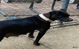 American Pit Bull Terrier dogs for sale: Brindle - Image 3
