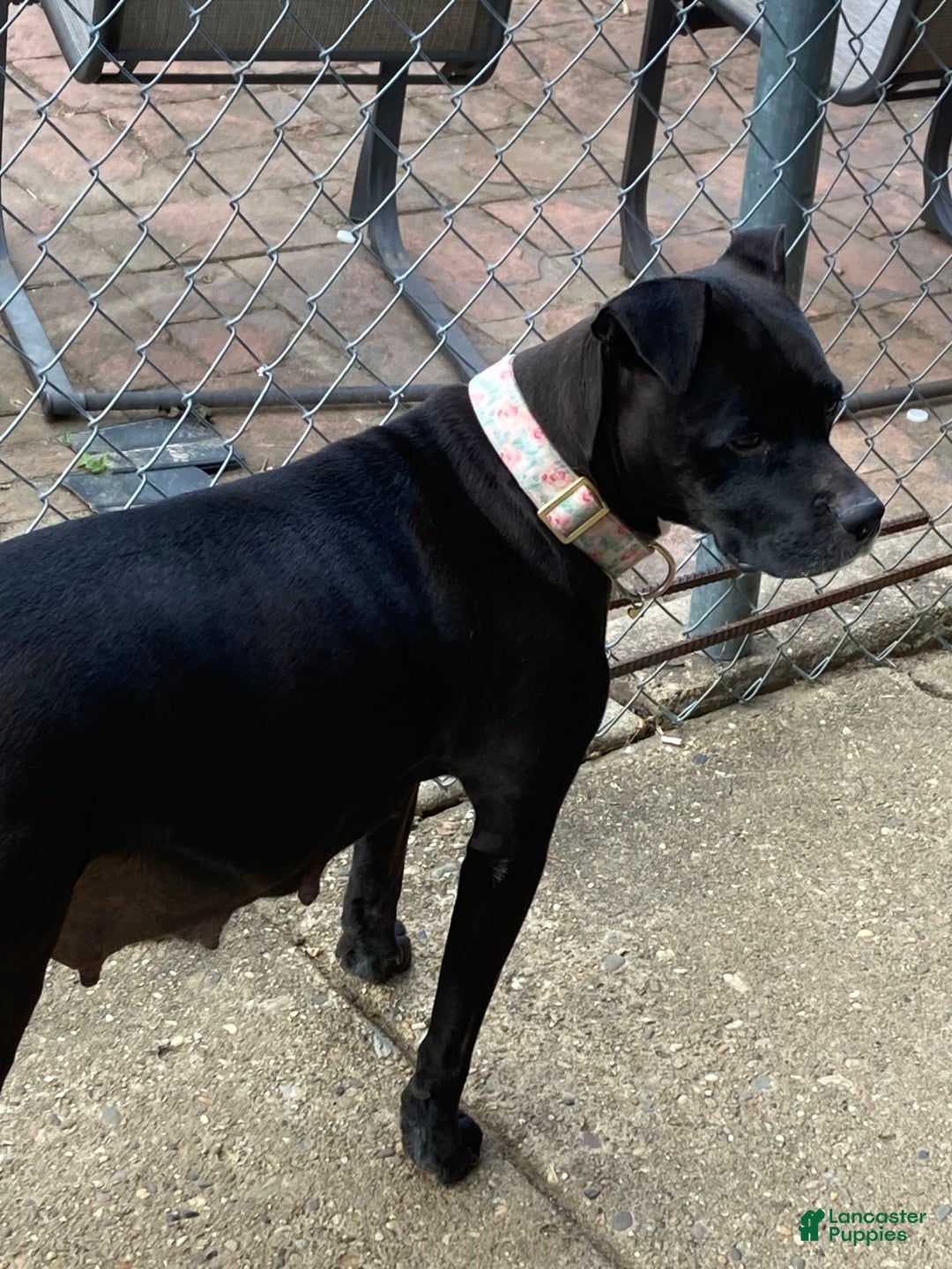 American Pit Bull Terrier dogs for sale: Brindle - Image 3