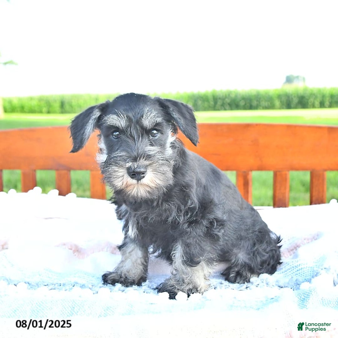 Miniature Schnauzer dogs for sale: Hellen Champion Blood - Image 9