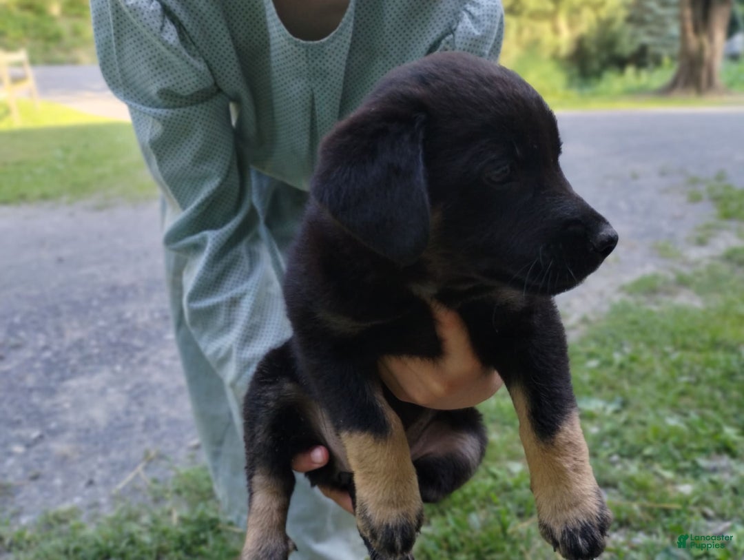 Norwegian Elkhound dogs for sale: Tulip - Image 4