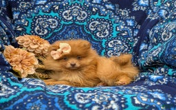 Pomeranian dogs for sale: Pomeranian 5 puppies - Image 4
