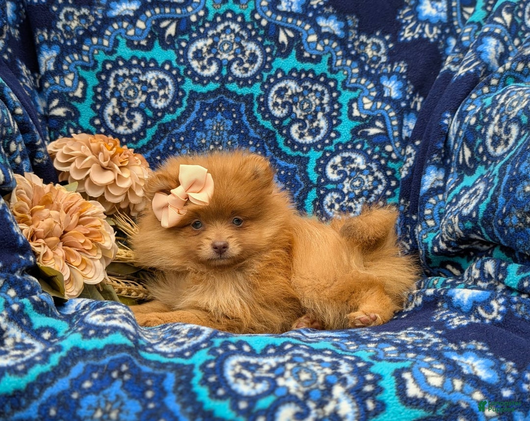 Pomeranian dogs for sale: Pomeranian 5 puppies - Image 4