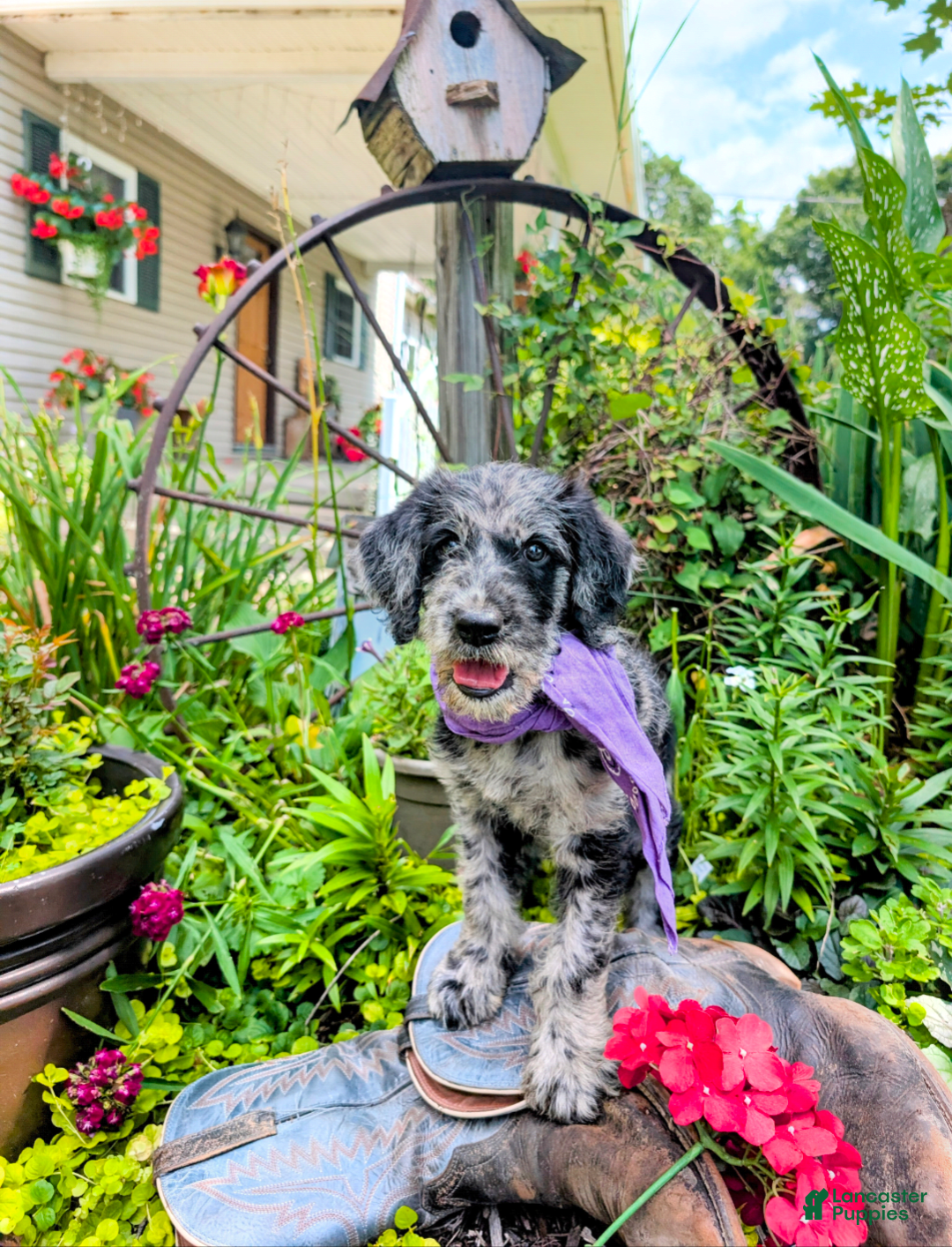 Labradoodle dogs for sale: Bella - Image 5