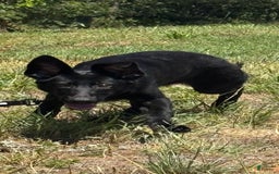 German Shepherd dogs for sale: Jaydah - Image 8