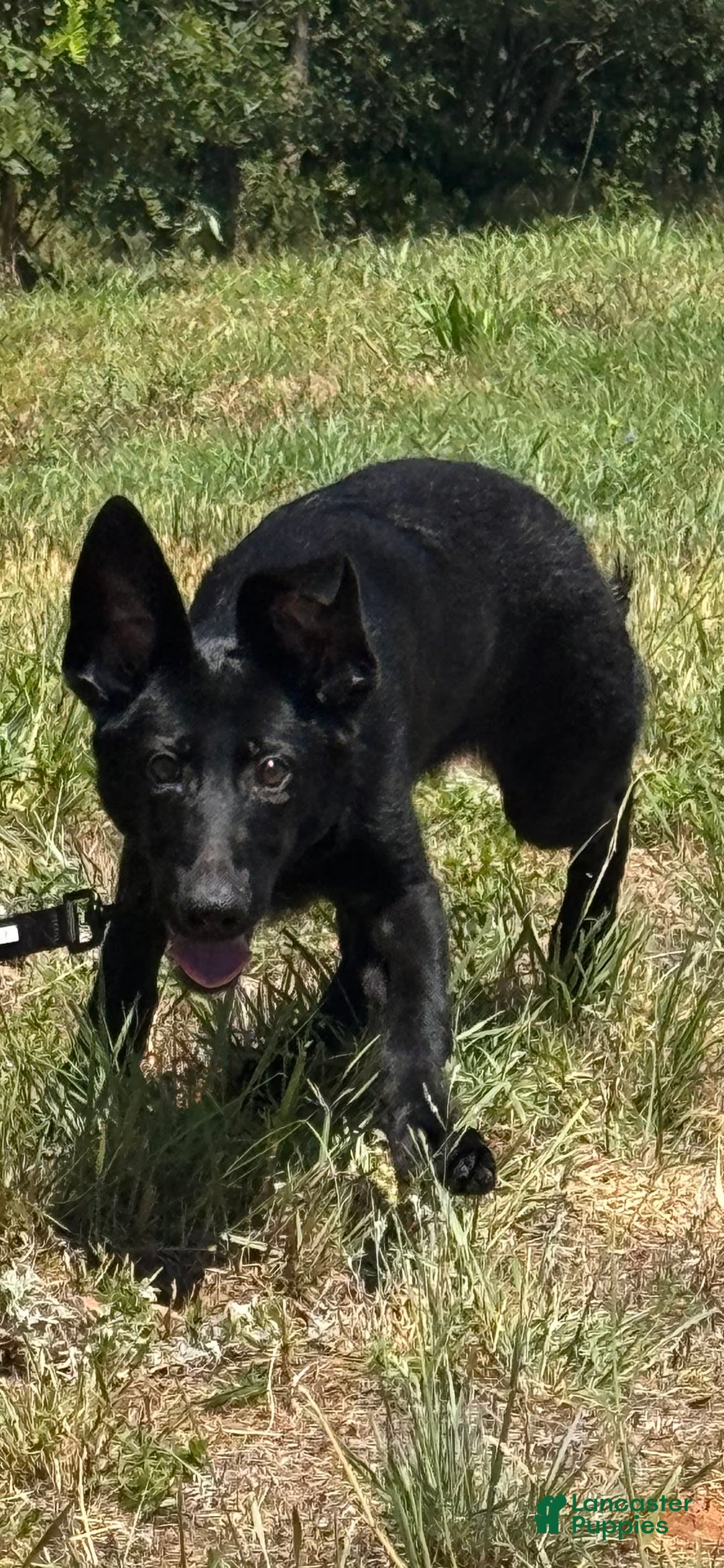 German Shepherd dogs for sale: Jaydah - Image 8