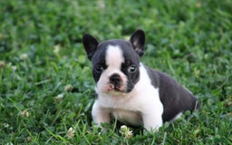 French Bulldog dogs for sale: Natalie - Image 15
