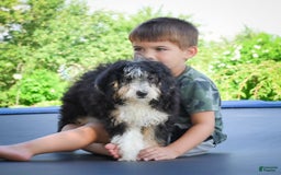 Mini Bernedoodle dogs for sale: Marcy - Image 1