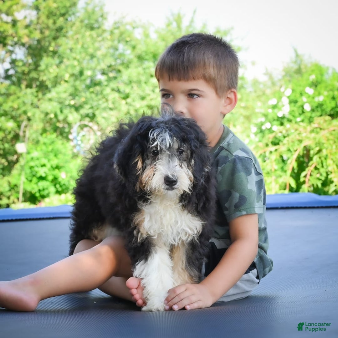 Mini Bernedoodle dogs for sale: Marcy - Image 1