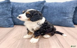 Mini Bernedoodle dogs for sale: Dusty - Image 3