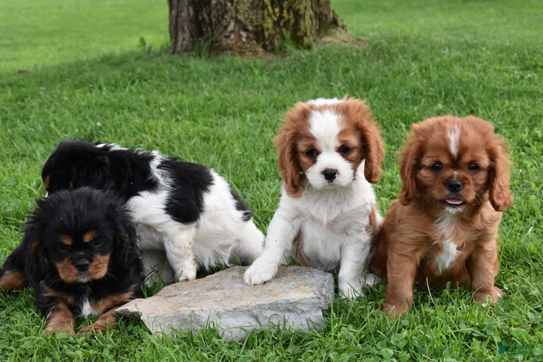 Cavalier King Charles Spaniel dogs for sale: Sissy - Image 2