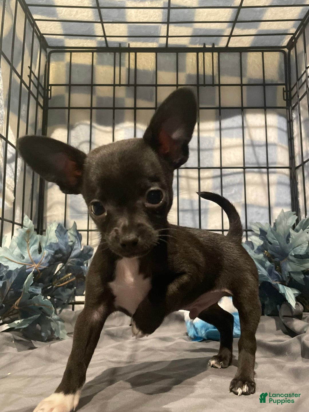 Chihuahua dogs for sale: Bia - Image 11