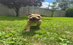 American Bully dogs for sale: Enzo - Image 4