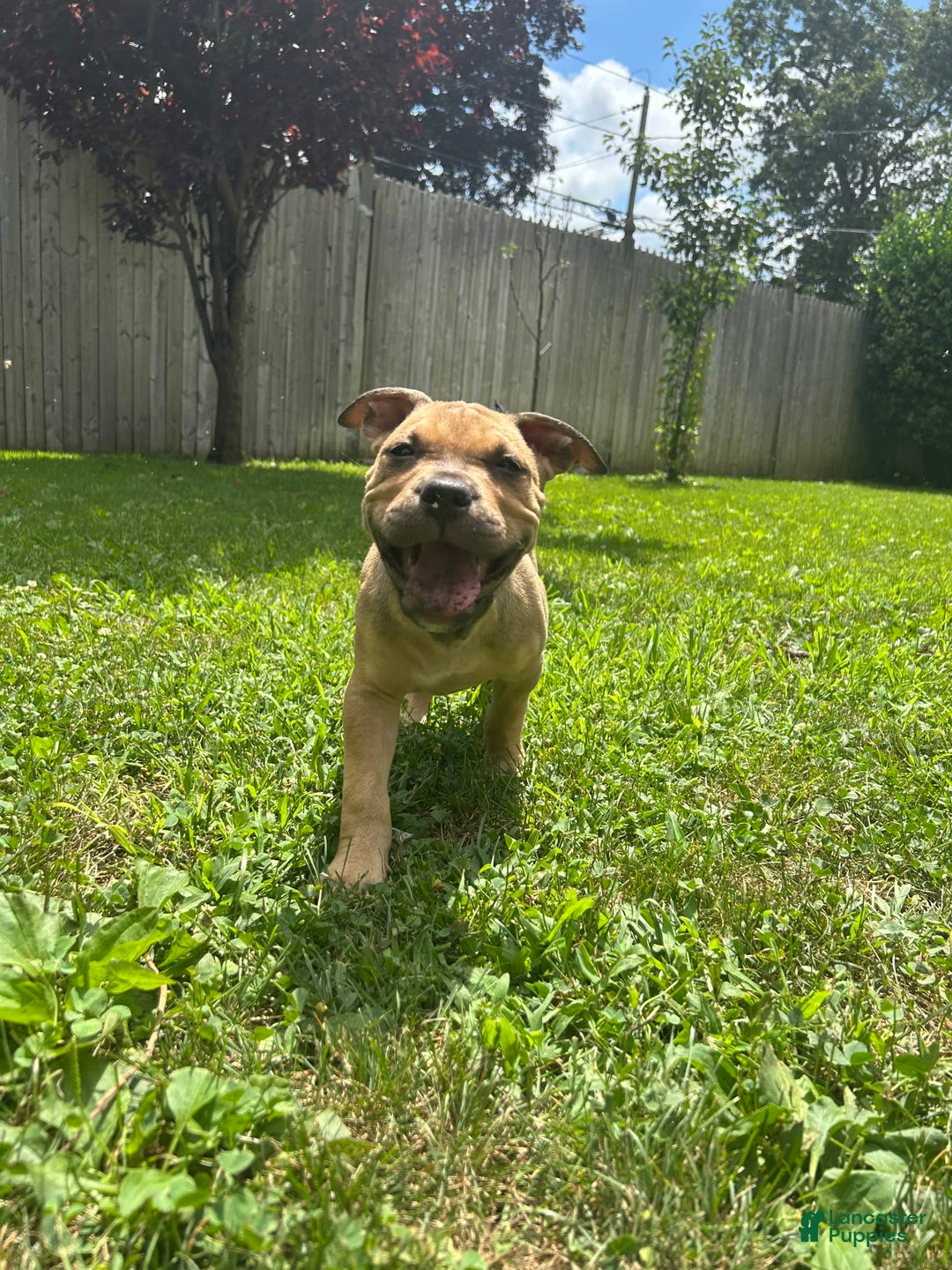 American Bully dogs for sale: Enzo - Image 4
