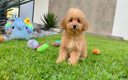 Maltipoo dogs for sale: King Jr - Image 5