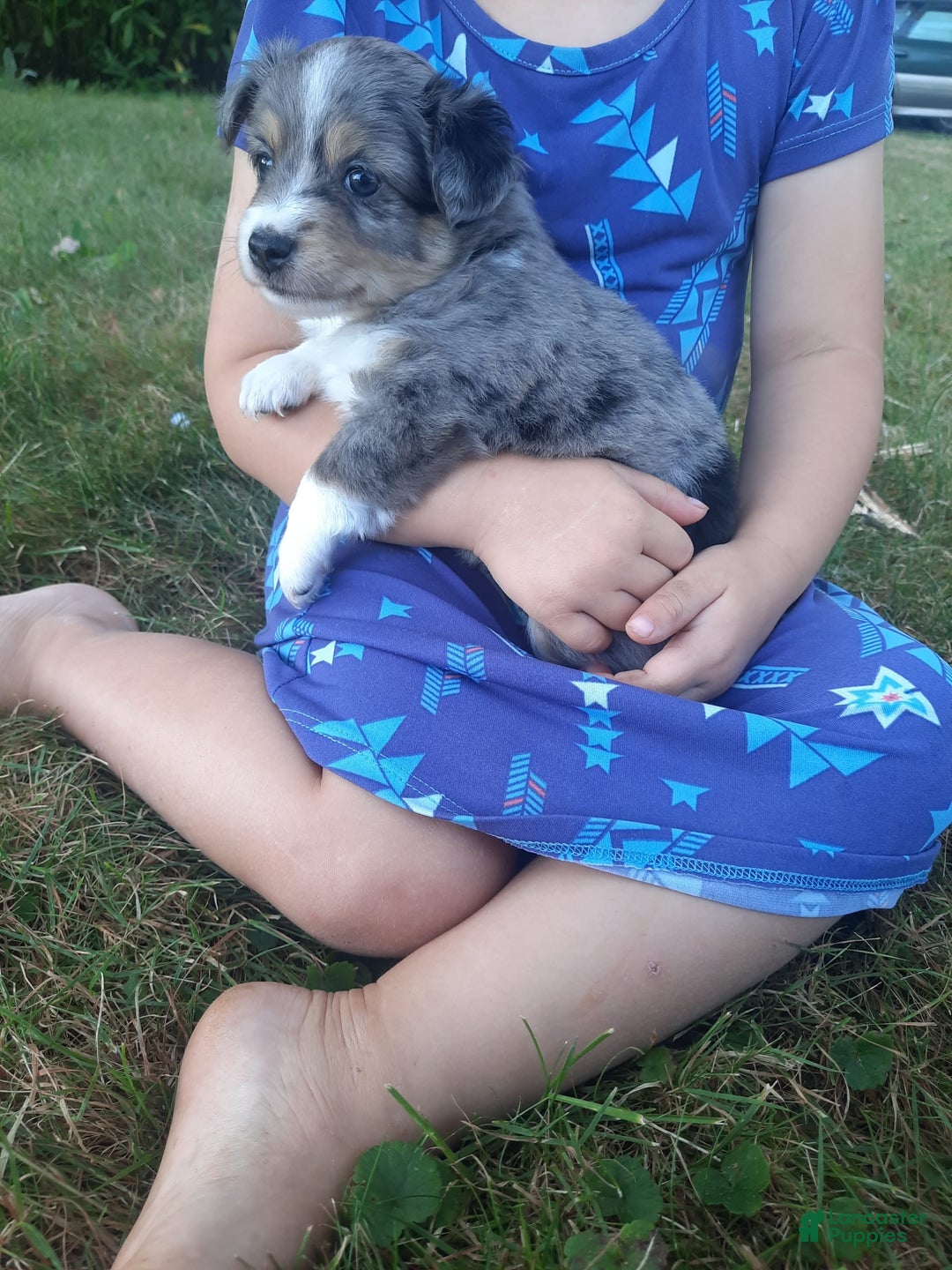  dogs for sale: Toy Australian Shepherd 1 puppies - Image 1