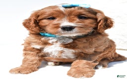 Mini Goldendoodle dogs for sale: Rubble - Image 5