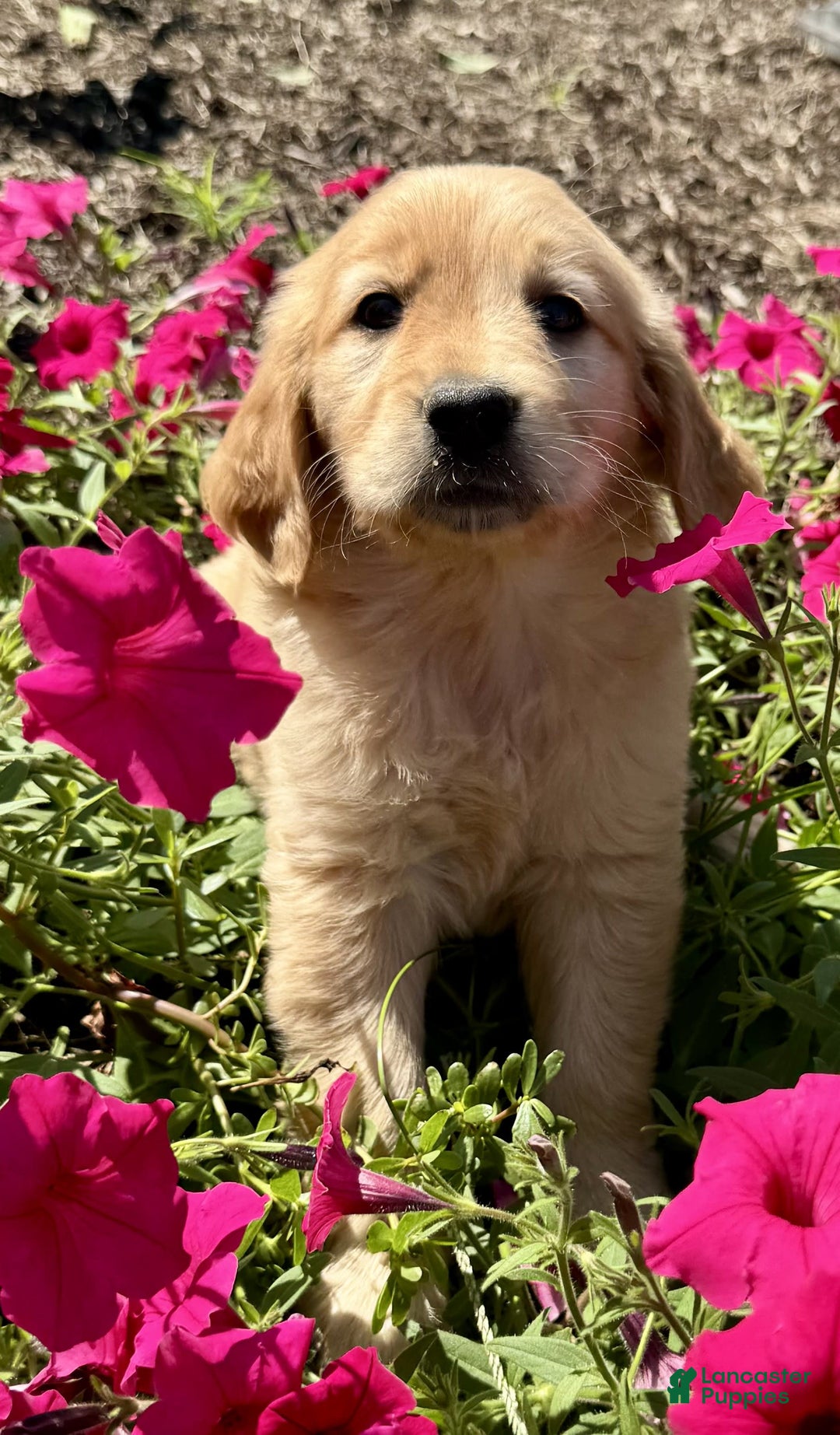 Golden Retriever dogs for sale: Flower - Image 5