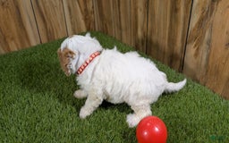 Cavapoo dogs for sale: Fiona Girl 3 - Image 3