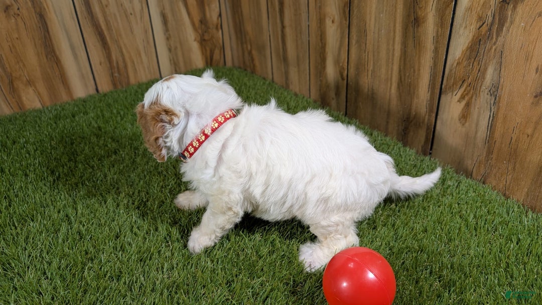 Cavapoo dogs for sale: Fiona Girl 3 - Image 3