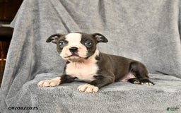 Boston Terrier dogs for sale: Milo - Image 5