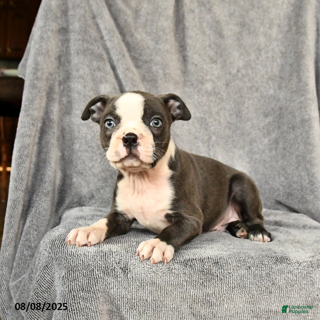 Boston Terrier dogs for sale: Milo - Image 5