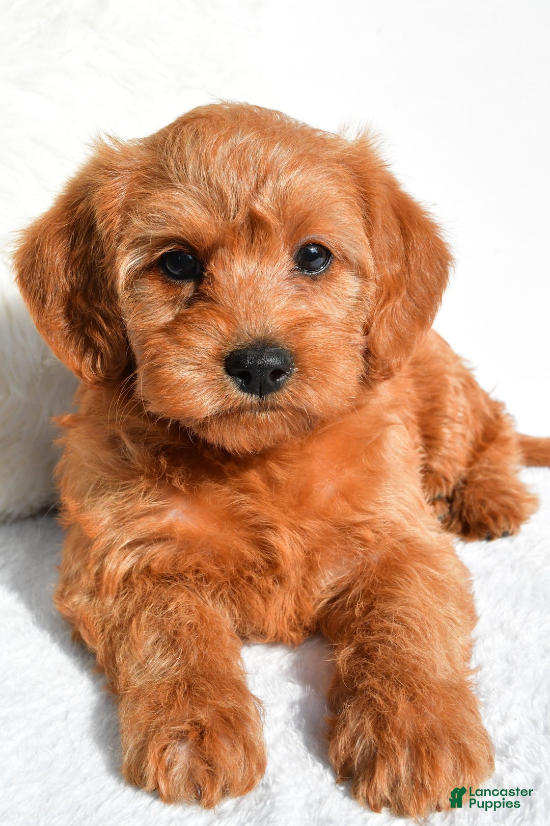  dogs for sale: Mia - Image 2