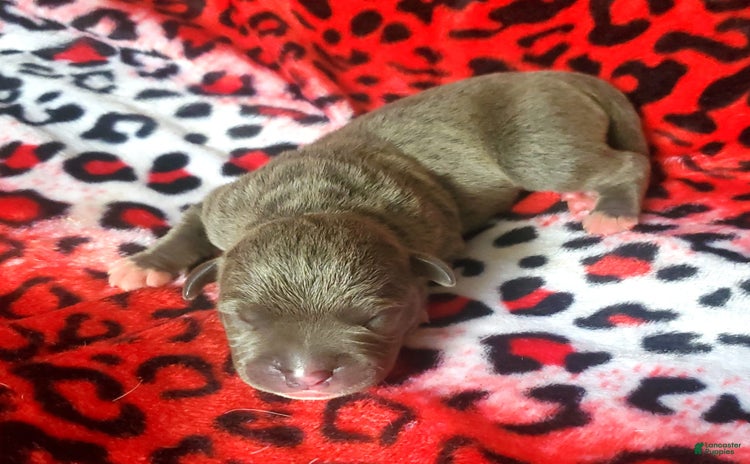 American Bully dogs for sale - Ad 4