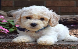 Bichpoo dogs for sale: Paxton - Image 2
