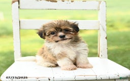 Havanese dogs for sale: Barkley - Image 1