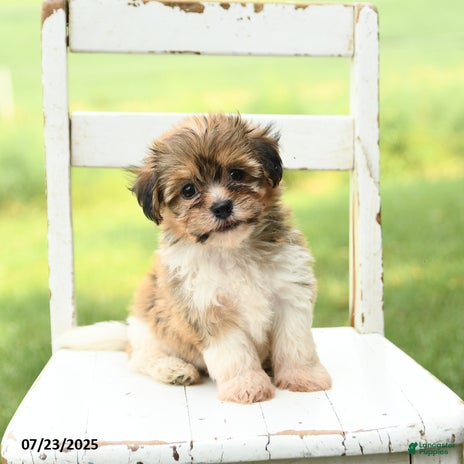 Havanese dogs for sale - Ad 3