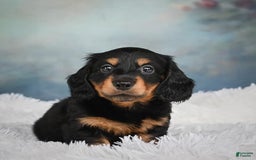 Miniature Dachshund dogs for sale: Mason - Image 9