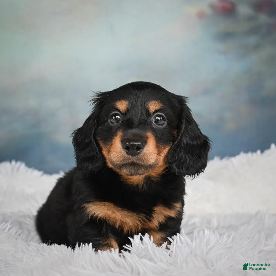 Miniature Dachshund dogs for sale: Mason - Image 9