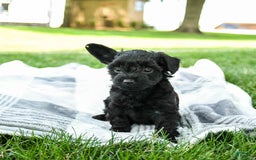 Yorkiepoo dogs for sale: Cookie Dough - Image 1